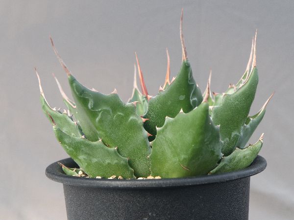 アガベ】【特大】【10号ポット】モンタナ アガベ モンタナ10号鉢 葉張40cm