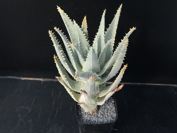 Aloe pillansii アロエ ピランシー