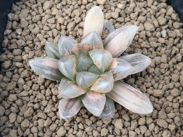 ≧∇≦）多肉植物 ハオルチア ブラックオブツーサ錦×紫オブツーサ錦