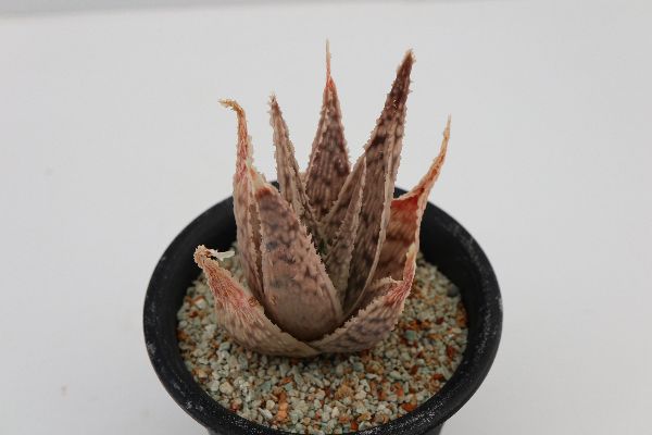 多肉植物 サボテン販売 Pico庵 アロエ属