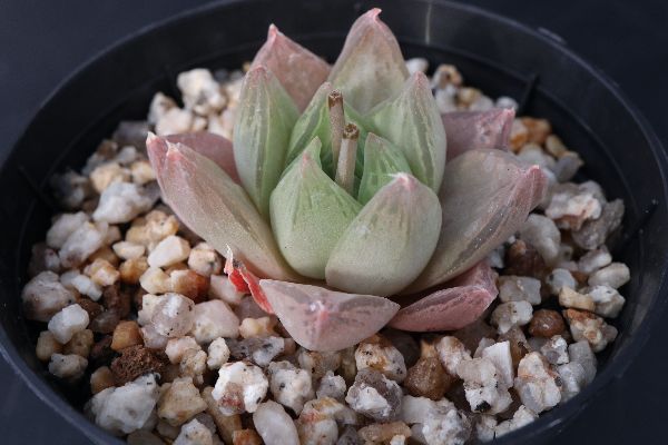 多肉植物 サボテン販売 Pico庵 ハオルチア属 ロゼア Haworthia Rosea