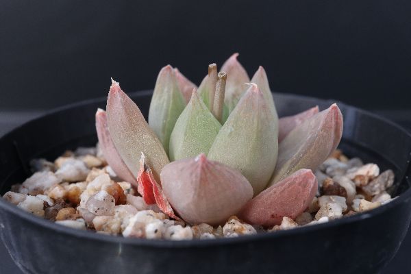 多肉植物 サボテン販売 Pico庵 ハオルチア属 ロゼア Haworthia Rosea