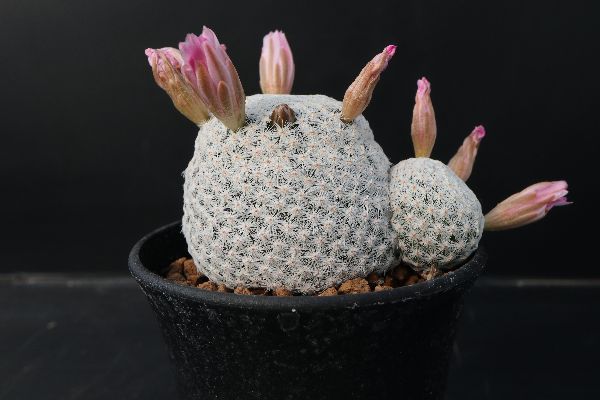 激安特価 Mammillaria Herrerae マミラリア 大文字 白鳥 サボテン 多肉植物 群生 特選 貴重 特白 コピアポア 限定製作 Www Veenaproducts Com