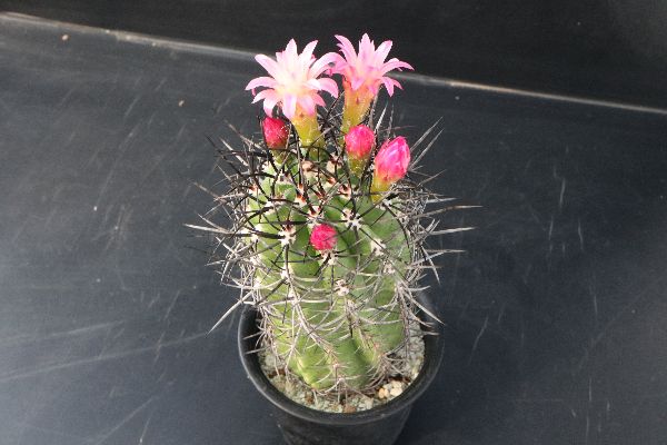 多肉植物 サボテン販売 Pico庵 ネオポルテリア属 暗黒玉 Neoporteria Clavata