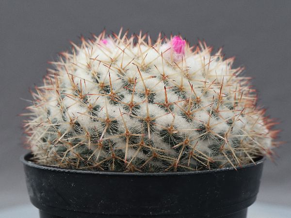 サボテン マミラリア 敷島 群生（カキコ自根）①