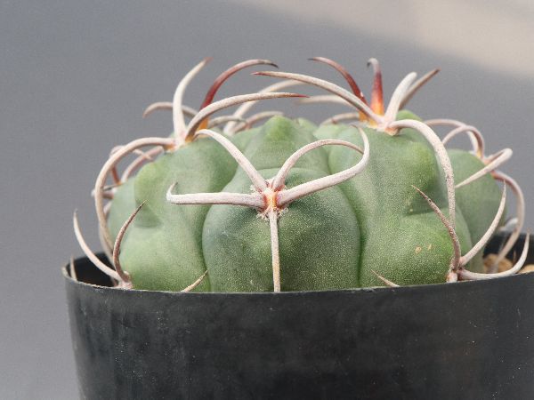 多肉植物・サボテン販売～PICO庵～ / ギムノカリキウム属 黒豹玉