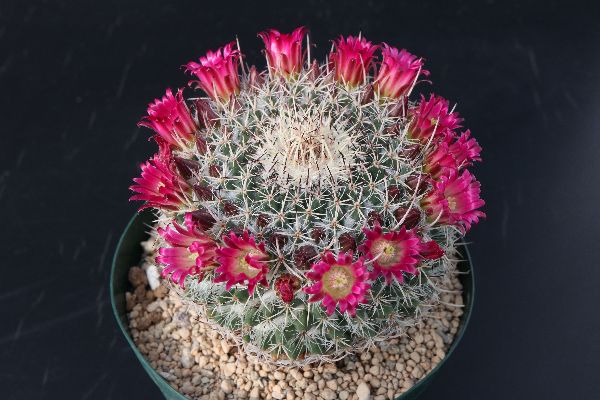 多肉植物 サボテン販売 Pico庵 マミラリア属 貴宝丸 Mammillaria Mystax