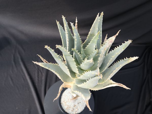 CHUBBY PLANTS | Aloe pillansii アロエ種の中で最も巨大に