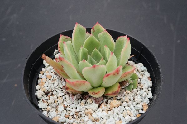 多肉植物 サボテン販売 Pico庵 エケベリア属