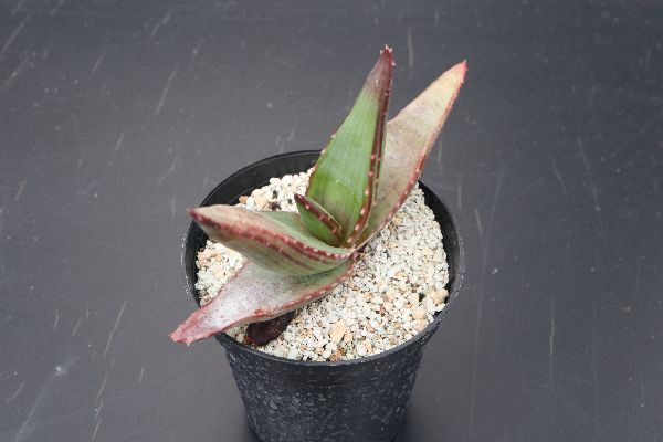 多肉植物 サボテン販売 Pico庵 Aloe Pavelkae Normal Orange Flower アロエ属 パベルカエ オレンジ花