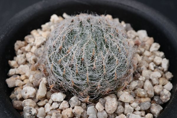 多肉植物 サボテン販売 Pico庵 ハオルチア属 アラネア Haworthia Bolusii Var Aranea