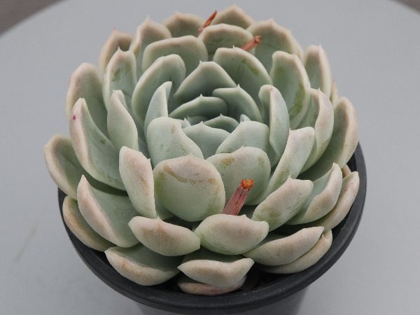 アガベ【氷山】カキ仔 多肉植物 アガベ 氷山 カキ仔 発根済 サボテン多肉植物