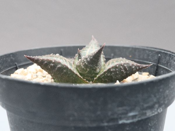 ハオルチア・アロエ / Haworthia kloofensis n.n., IB06659, Nuwekloof, 36 km on road
