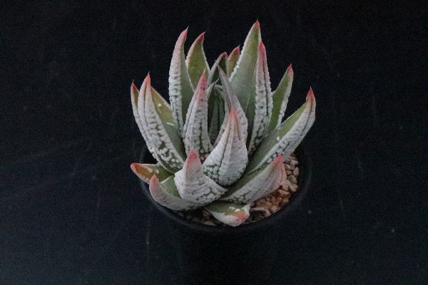 多肉植物 サボテン販売 Pico庵 ハオルチア属 皇帝 Haworthia Koutei