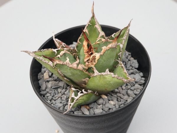 AGAVE 】アガベ チタノタ シーザー 多肉植物・サボテン販売