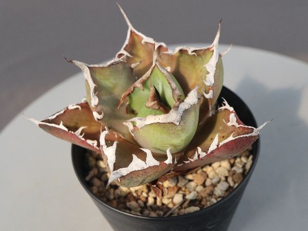 多肉植物・サボテン販売～PICO庵～ / アガベ属