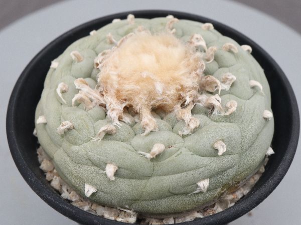 サホテン疣銀冠玉錦実生