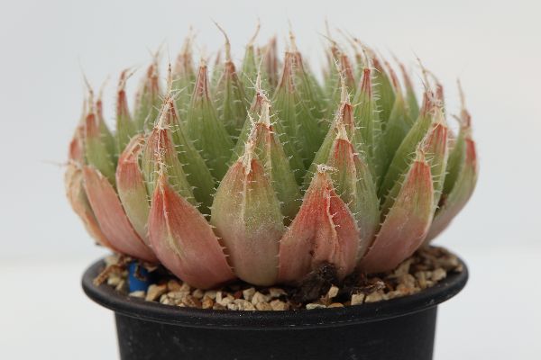 人気満点 多肉植物 サボテン ディスキディア ハオルチア クライマックスセール再値下げ