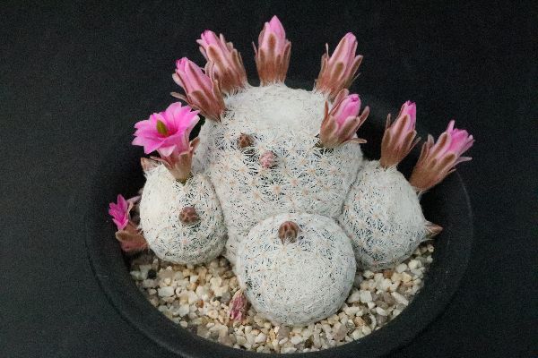 多肉植物 サボテン販売 Pico庵 マミラリア属 白鳥 Mammillaria Herrerae