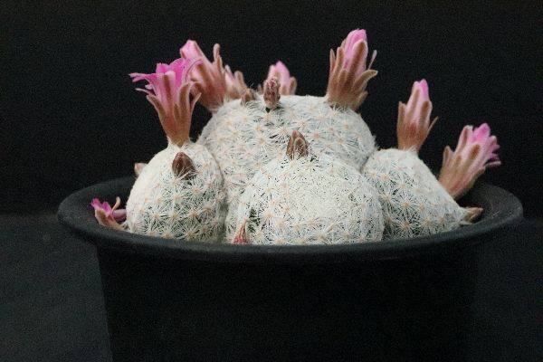 多肉植物 サボテン販売 Pico庵 マミラリア属 白鳥 Mammillaria Herrerae