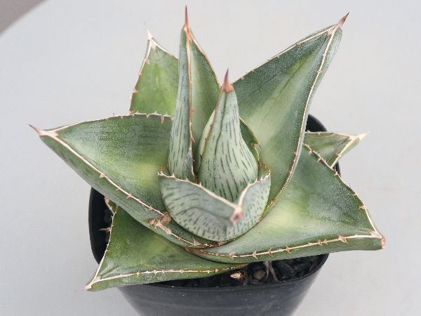 多肉植物・サボテン販売～PICO庵～ / アガベ属