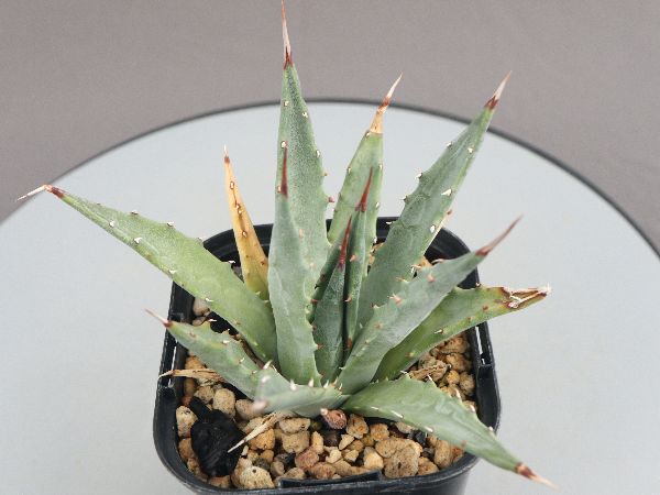 多肉植物・サボテン販売～PICO庵～ / アガベ属