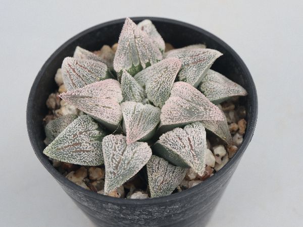 多肉植物・サボテン販売～PICO庵～ / ハオルチア属