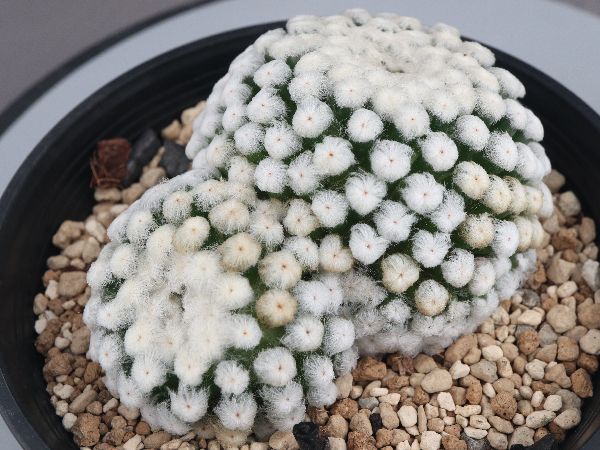 多肉植物・サボテン販売～PICO庵～ / マミラリア属