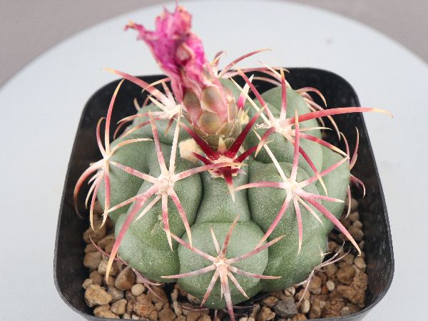 多肉植物・サボテン販売～PICO庵～ / TOPページ