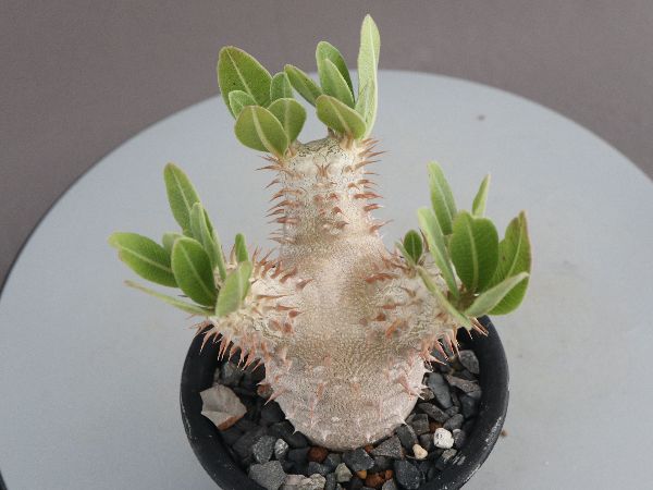 多肉植物・サボテン販売～PICO庵～ / コーデックス