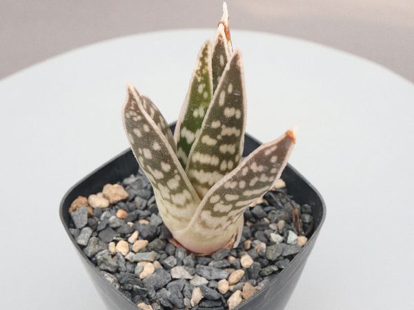 アロエ 竜山錦 大株 6号菊鉢 - メルカリ