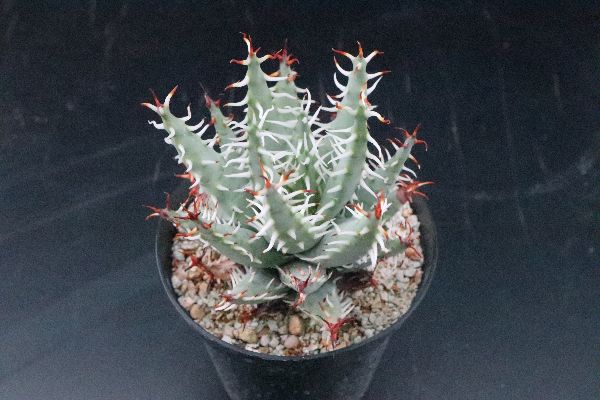 多肉植物 サボテン販売 Pico庵 アロエ属