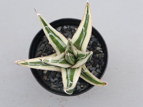 アガベ 氷山 Agave victoriae reginae Hyouzan 斑 発根済（多肉