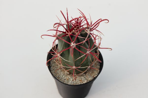 多肉植物 サボテン販売 Pico庵 フェロカクタス属