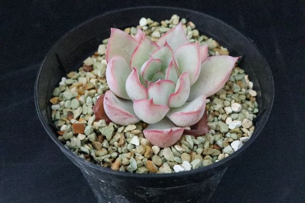 多肉植物 サボテン販売 Pico庵 Echeveria Star Festival エケベリア属 スターフェスティバル