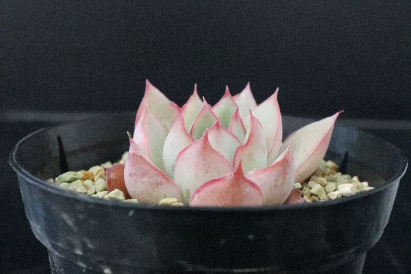 多肉植物 サボテン販売 Pico庵 Echeveria Star Festival エケベリア属 スターフェスティバル