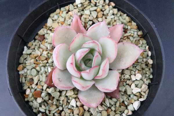 多肉植物 サボテン販売 Pico庵 Echeveria Star Festival エケベリア属 スターフェスティバル