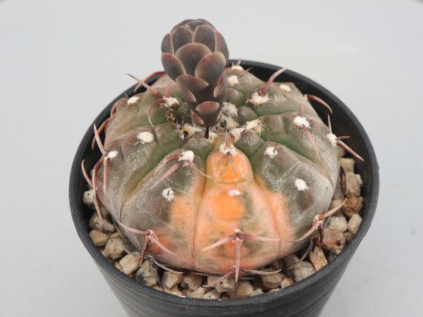 多肉植物・サボテン販売～PICO庵～ / ギムノカリキウム属