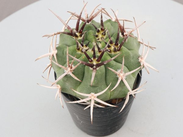 多肉植物・サボテン販売～PICO庵～ / ギムノカリキウム属