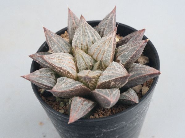 多肉植物・サボテン販売～PICO庵～ / ハオルチア属