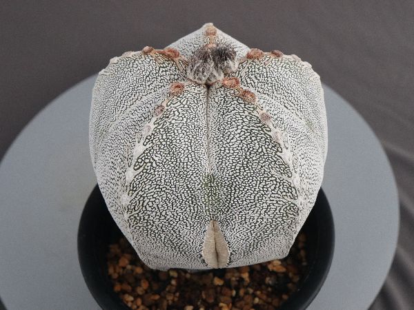 多肉植物・サボテン販売～PICO庵～ / アストロフィツム属