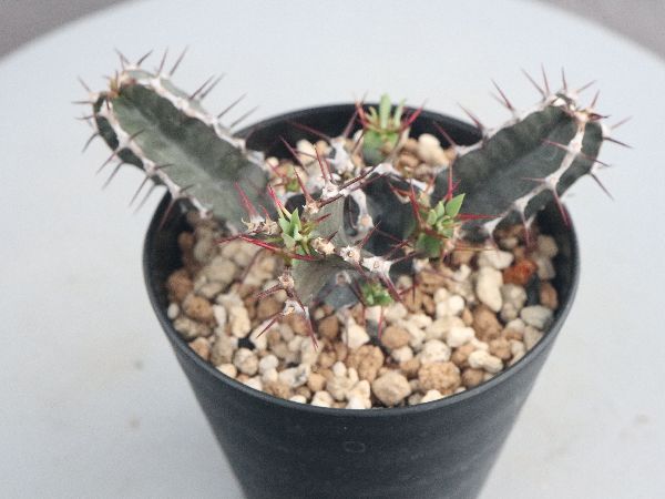 多肉植物・サボテン販売～PICO庵～ / ユーフォルビア属