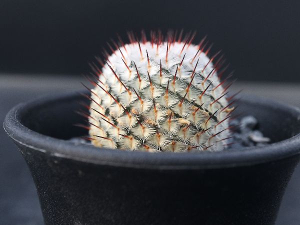 flying Fin 観葉植物ケース 【公式通販】