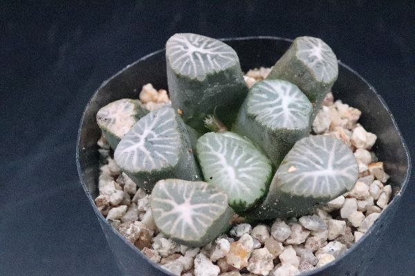 多肉植物 サボテン販売 Pico庵 ハオルチア属 万象 ドラゴン Haworthia Maughanii Dragon 多肉植物 サボテン販売 Pico庵 ハオルチア属 万象 ドラゴン Haworthia Maughanii Dragon
