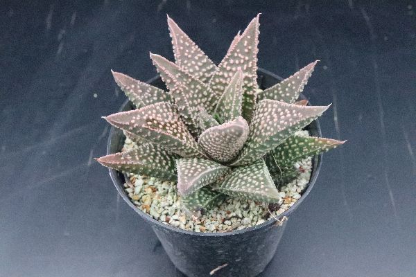 多肉植物 サボテン販売 Pico庵 ハオルチア属 アクエリアス Haworthia Aquarius