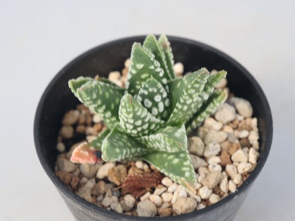 多肉植物・サボテン販売～PICO庵～ / ハオルチア属