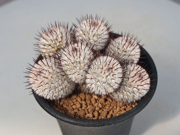 多肉植物・サボテン販売～PICO庵～ / マミラリア属