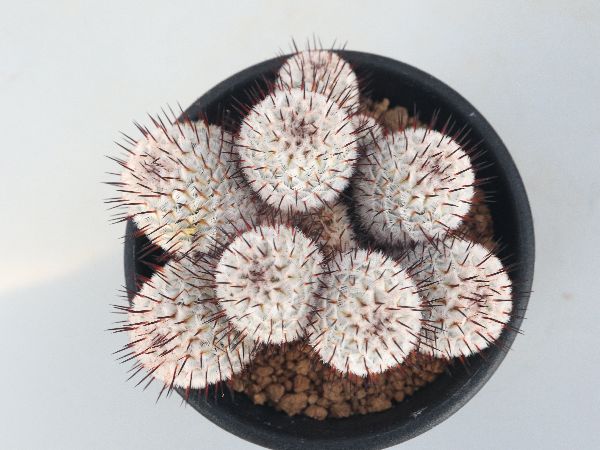 多肉植物・サボテン販売～PICO庵～ / マミラリア属 ペレスデラロサエ
