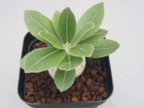多肉植物・サボテン販売～PICO庵～ / パキポディウム属