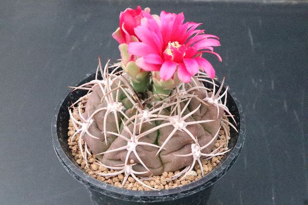 多肉植物 サボテン販売 Pico庵 ギムノカリキウム属 純緋玉 Gymnocalycium Oenanthemum